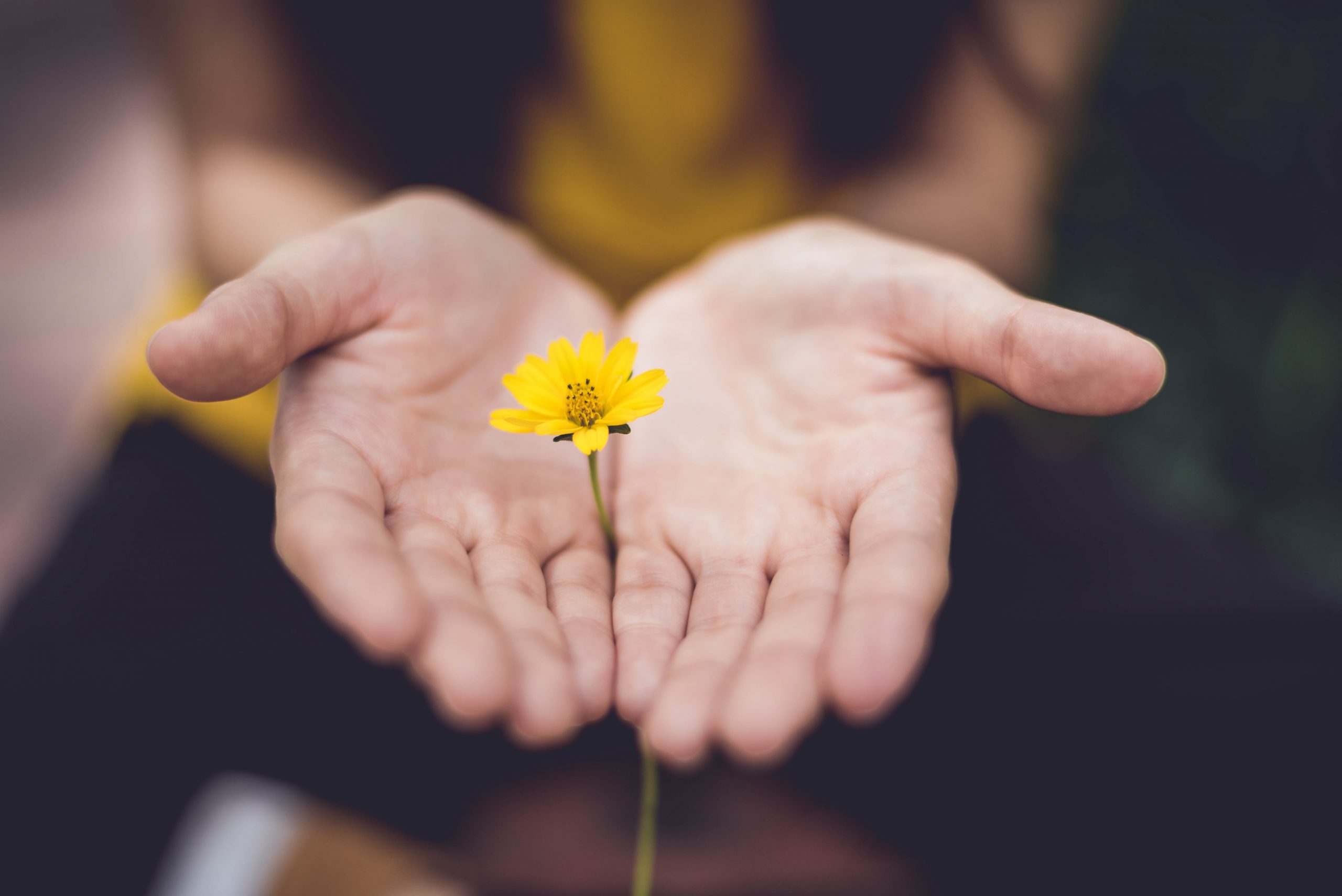 Small yellow flower in hands
